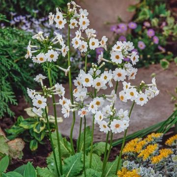 Primula japonica 'Alba'