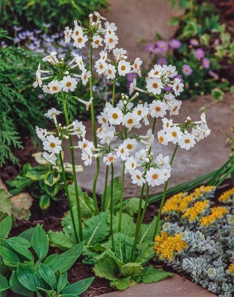 Primula japonica 'Alba'