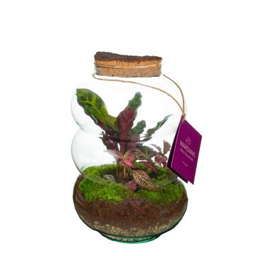 Arrangement Terrarium