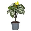 Aphelandra squarrosa