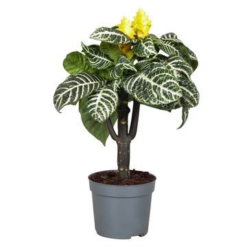 Aphelandra squarrosa