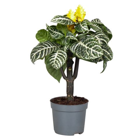 Aphelandra squarrosa
