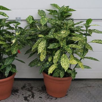 Aucuba japonica 'Variegata'