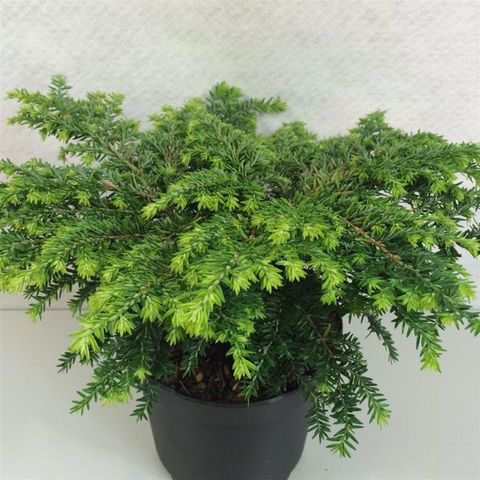 Tsuga canadensis 'Popeleski'