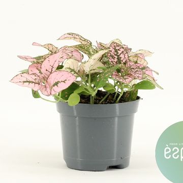 Hypoestes MIX IN POT PINK