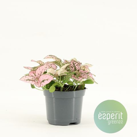 Hypoestes MIX IN POT PINK