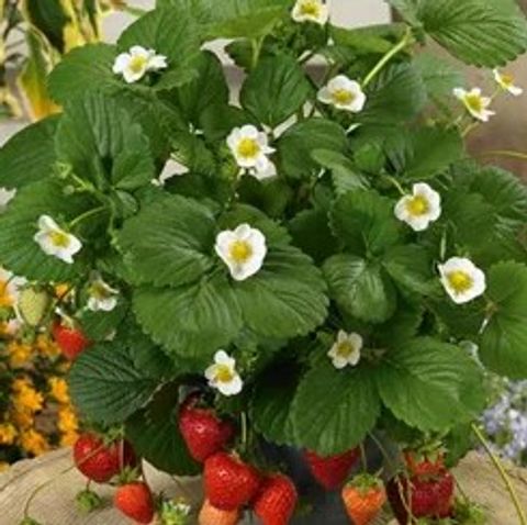 Fragaria x ananassa 'Lucia'