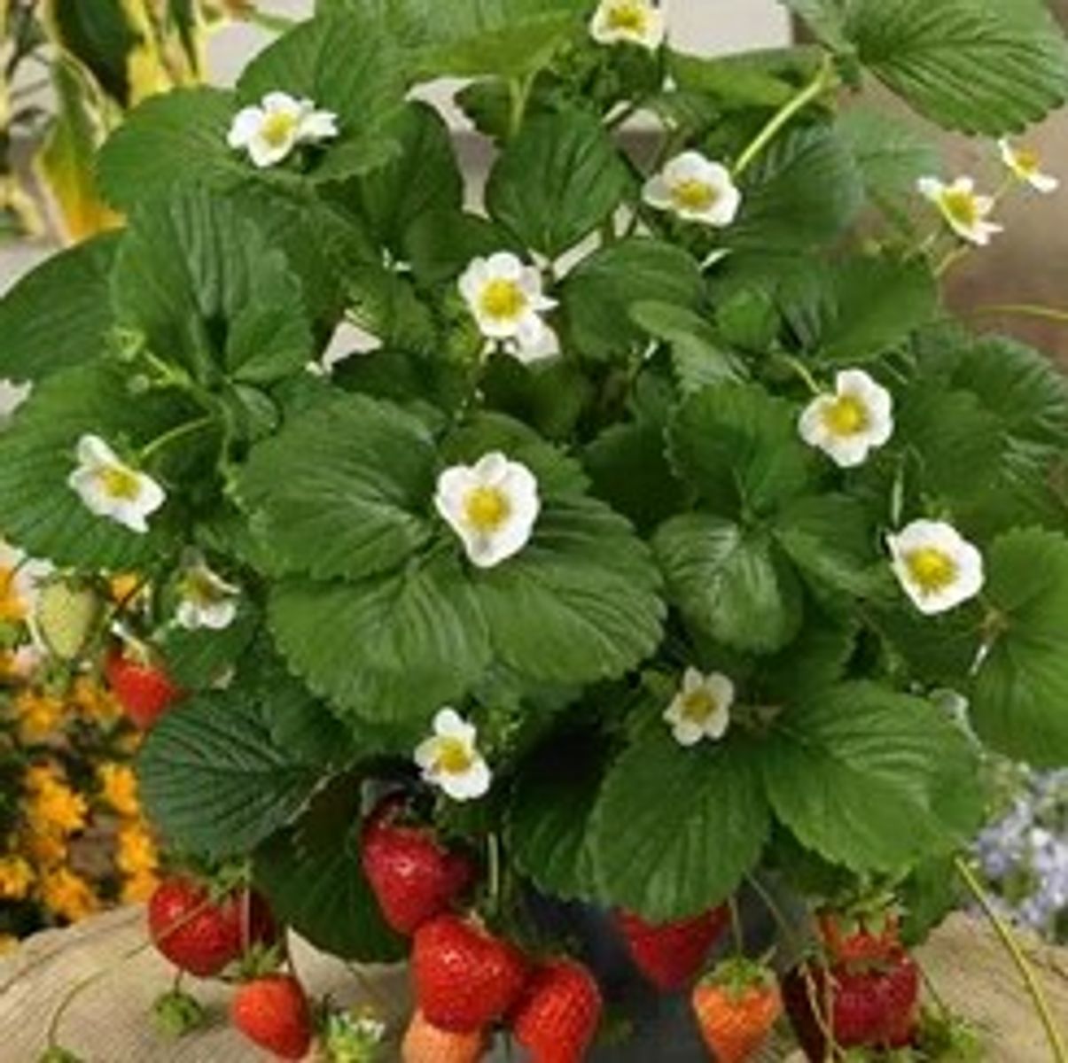 Fragaria x ananassa 'Lucia' — Plant Wholesale FlorAccess