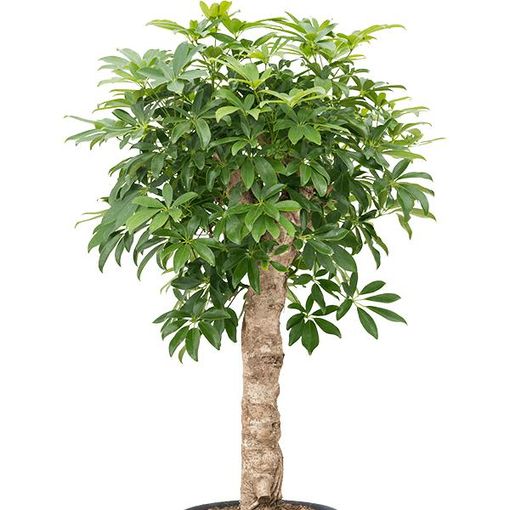 Schefflera arboricola 'Compacta'