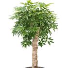 Schefflera arboricola 'Compacta'