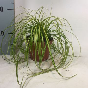 Carex oshimensis EVERCOLOR EVERSHEEN