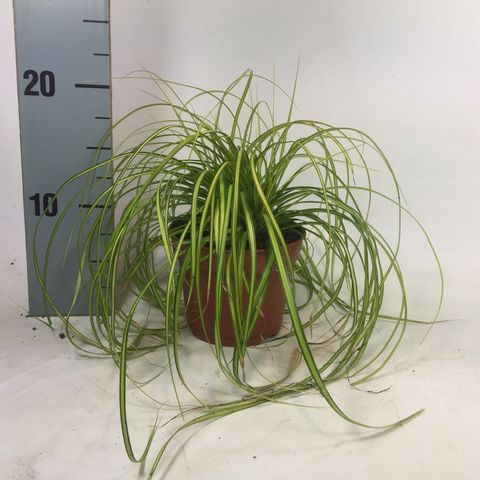 Carex oshimensis EVERCOLOR EVERSHEEN