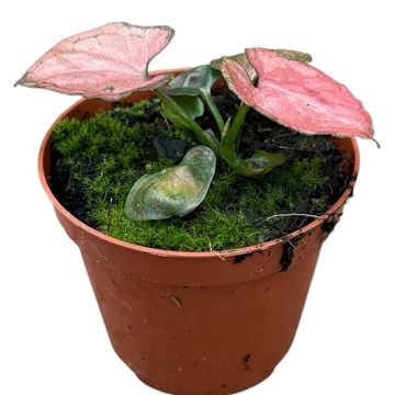 Syngonium 'Orm Nak'