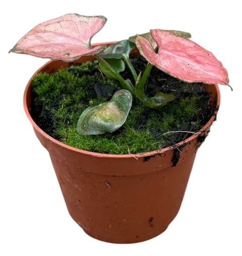 Syngonium 'Orm Nak'