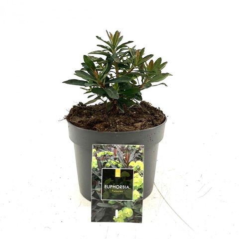 Euphorbia amygdaloides 'Purpurea'