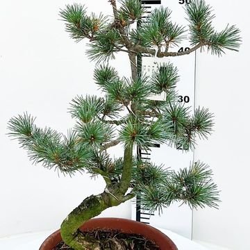 Pinus parviflora pentaphylla