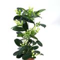 Stephanotis floribunda