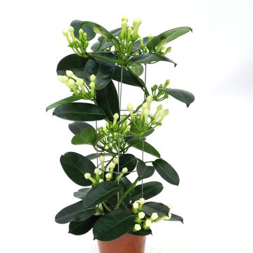 Stephanotis floribunda
