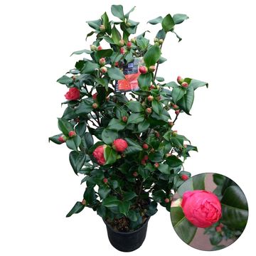 Camellia japonica 'Dr. King'