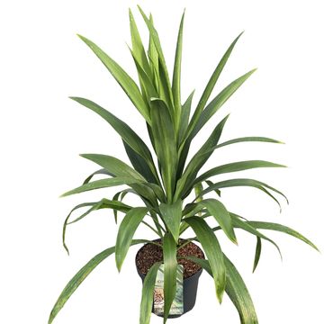 Cordyline australis EMERALD STAR