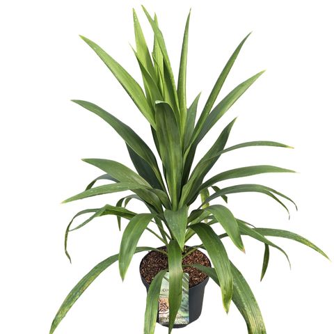 Cordyline australis EMERALD STAR