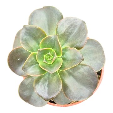 Echeveria 'Morning Dew'