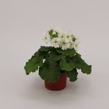 Primula obconica SWEET KISSES AMORE WHITE