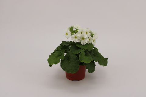 Primula obconica SWEET KISSES AMORE WHITE