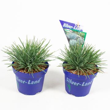 Koeleria glauca
