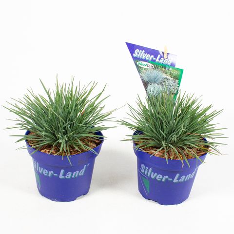 Koeleria glauca