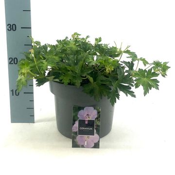 Geranium x riversleaianum 'Rozanne'