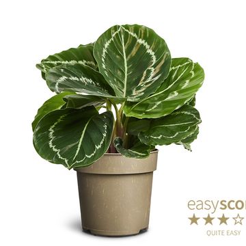 Calathea roseopicta GREEN