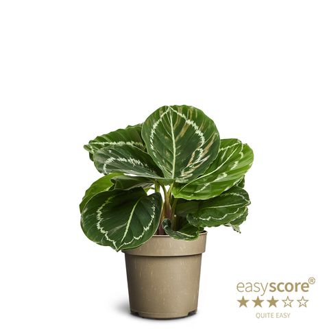 Calathea roseopicta GREEN