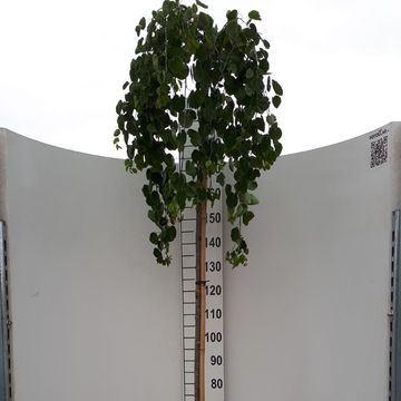 Cercidiphyllum japonicum 'Pendulum'