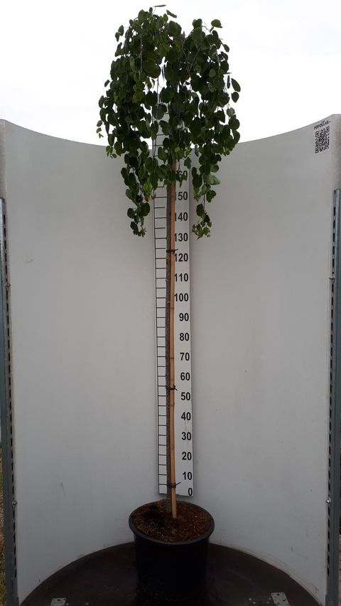 Cercidiphyllum japonicum 'Pendulum'