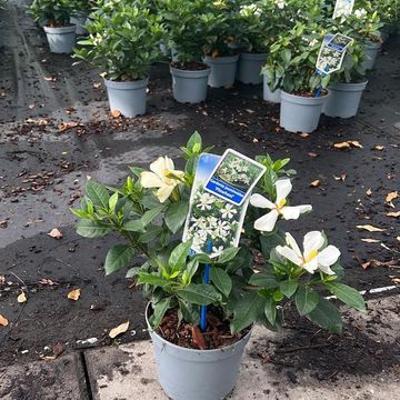 Gardenia jasminoides PINWHEEL