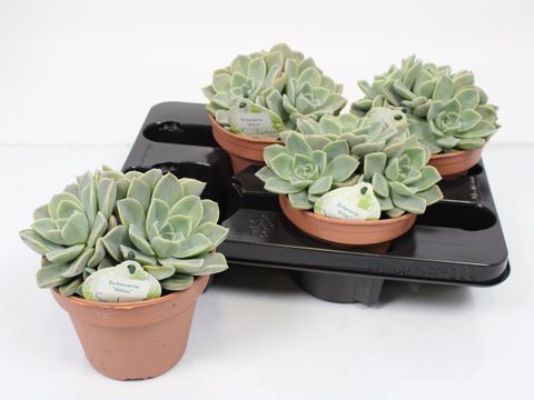 Echeveria gilva