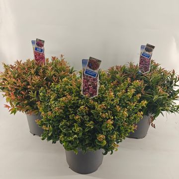 Leucothoe MIX