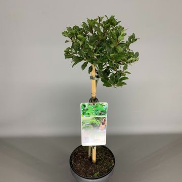 Laurus nobilis 'Bay Junior'