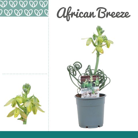 Albuca spiralis 'Frizzle Sizzle'