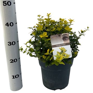 Euonymus japonicus GOLDMINE SENSE