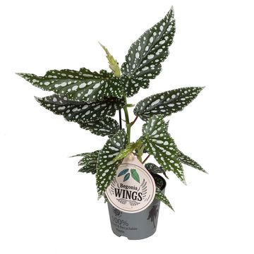 Begonia maculata 'Bubbles Compact'