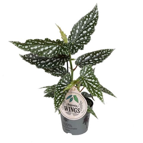Begonia maculata 'Bubbles Compact'