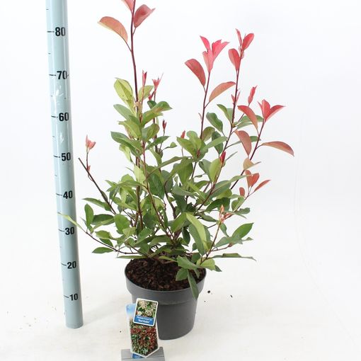Photinia x fraseri 'Red Robin' (About Plants Zundert BV)