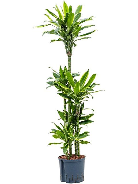 Dracaena fragrans 'Golden Coast'