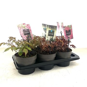 Astilbe JAPONICA MIX
