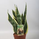 Sansevieria trifasciata 'Futura Superba'