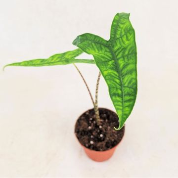 Alocasia zebrina 'Reticulata'