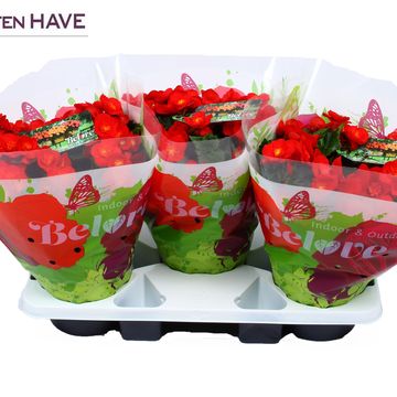 Begonia BELOVE RED