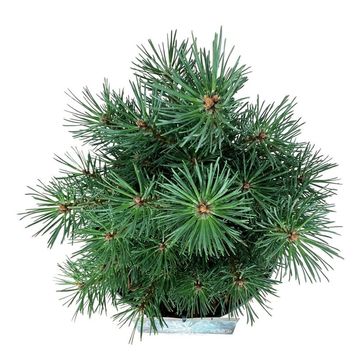 Pinus sylvestris 'Watereri'